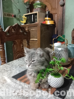 Parsian bidesi biral